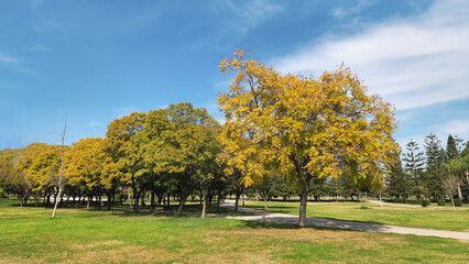 Mimosa leaved jacaranda (Jacaranda mimosifolia) in a city park in Mediterranean region in March