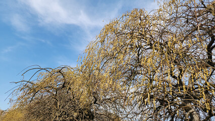 Top branches of  Japanese pagoda (Styphnolobium japonicum), stands beautifully even without leaves...