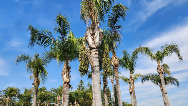 Fruiting queen palm (Syagrus romanzoffiana) trees in a city park in Mediterranean region in springtime