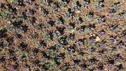 Ornamental cabbage (Brassica oleracea) in a city park