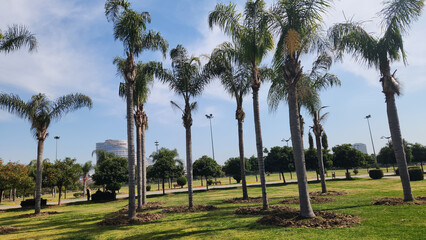 Queen palm (Syagrus romanzoffiana) trees in a city park in Mediterranean region in springtime