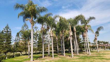 Fototapeta premium Queen palm (Syagrus romanzoffiana) trees in a city park in Mediterranean region in springtime