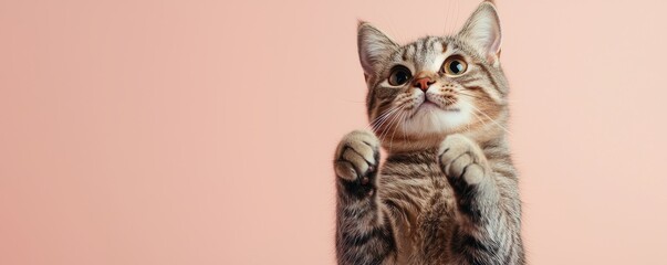 National pet day with cat love idea. Curious cat standing against a soft pink background.
