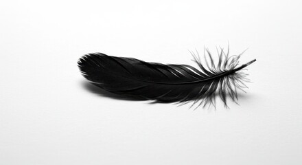 Obraz premium Black Feather on White Background