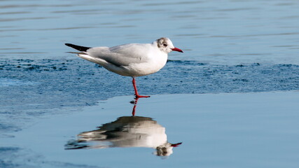 seagull in the water