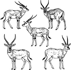 Naklejka premium abstract illustration of goat and sheep black and white vector line art