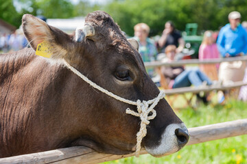 Landwirtschaftliche Ausstellung von Nutztieren, angebundene Kuh, 