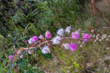 Hyptis cardiophylla, the bushmints. It is a Savannah’s medicinal herb used in folk medicine to treat Redox Imbalance, Inflammation and Contractility Changes in the Intestine. Brasília Brazil, 2020