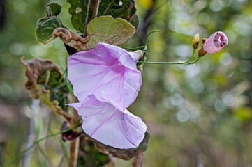 Ruellia incompta, known as ruellias or wild petunias, it is a medicinal herb used to treat sexually...