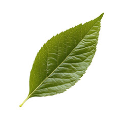 Obraz premium Leaf is shown on transparent background