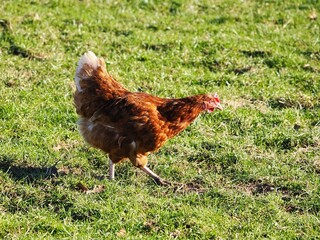 Haus Huhn läuft über eine grüne Wiese