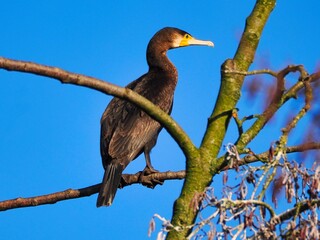 Kormoran (Phalacrocorax carbo) sitzt auf einem Baum