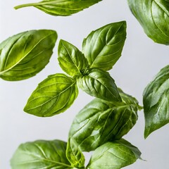Fototapeta premium Dynamic Shot of Fresh Basil Leaves Floating in Air on White Background