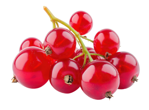 Fresh red currants cluster isolated on transparent background