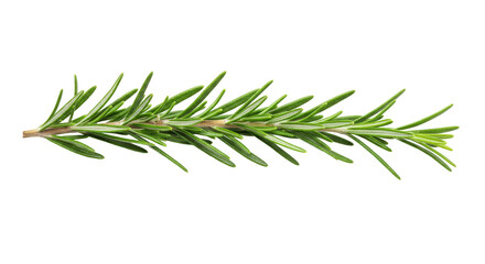 Rosemary leaf herbal is spices isolated on alpha background PNG 
