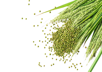 Green seeds scattered from plant cluster, studio shot