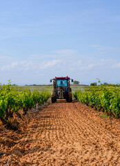 tractor spraying sulphate on the vineyard