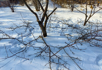 Spring pruning of trees in the orchard