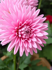 Obraz premium A neat pink chrysanthemum flower with a hemispherical shape.