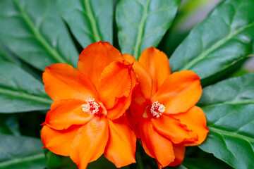 Orange flower of Ora Pro Nobis