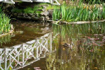 white wooden bridge over a pond in a botanical garden in australia