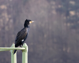 A Cormorant is perched on a metal pole