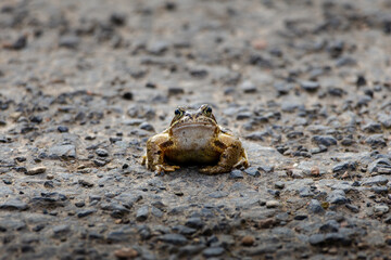 A frog is sitting on a road