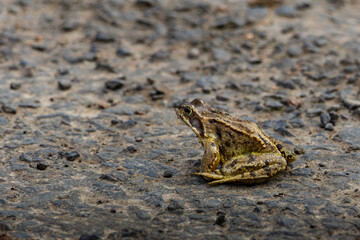 A frog is sitting on a road