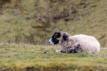 Fototapeta premium A ram is laying down on a grassy hill