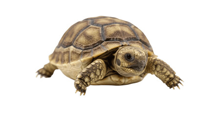 Fototapeta premium Turtle isolated on transparent png background