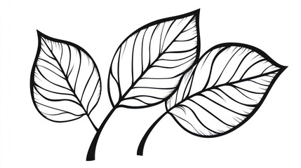 Three leaves, line art, white background, nature design, print