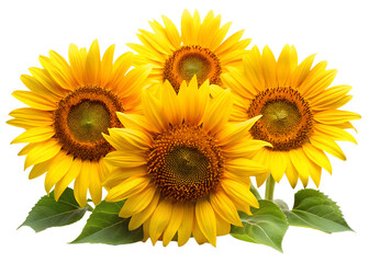 Obraz premium sunflower on white background