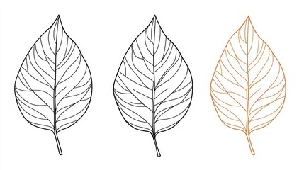 Three line art leaves, nature, botany, design element, white background, for print