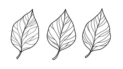 Obraz premium Three line art leaves; nature, design, illustration, white background; for prints