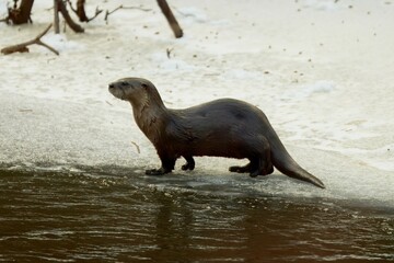 River Otter on the Shore
