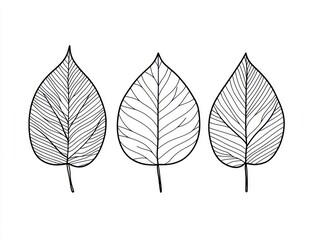 Obraz premium Three line art leaves, white background, botanical illustration, for design