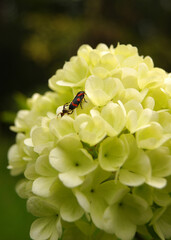 Beetle sanctuary on blooming Viburnum macrocephalum amidst nature's vibrant tapestry