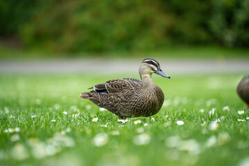 ducks in a park on a pond and on grass