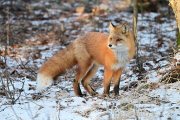 Red Fox in the Winter Forrest