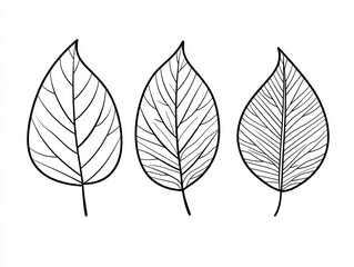 Fototapeta premium Three outlined leaves, botanical illustration, white background, educational use