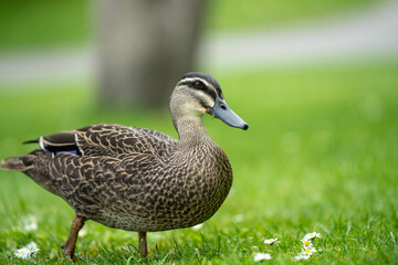 ducks in a park on a pond and on grass