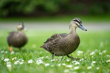 ducks in a park on a pond and on grass