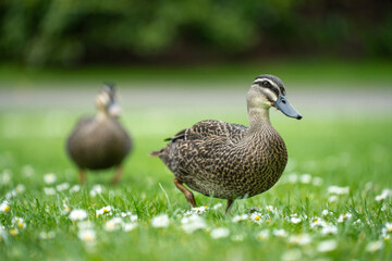 ducks in a park on a pond and on grass