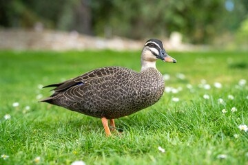ducks in a park on a pond and on grass