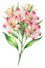 Fototapeta premium Elegant Watercolor Alstroemeria in Full Bloom – Delicate Floral Illustration for Wedding Designs, Nature-Inspired Art, and Botanical Projects on a White Background