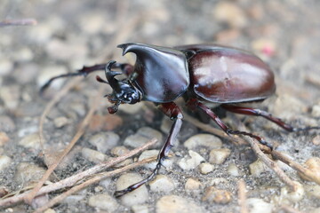 A distinctive brown and black beetle walks along a rocky surface, surrounded by a vibrant natural environment. Exploration of the small details showcases nature's hidden wonders