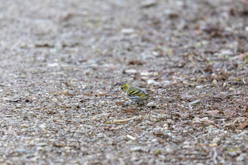 Chaffinch on the ground, Siebenbrunn, Augsburg, Germany, March 2025