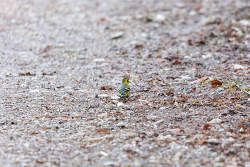 Chaffinch on the ground, Siebenbrunn, Augsburg, Germany, March 2025
