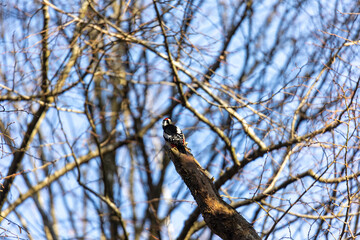 Great Spotted Woodpecker perched on branch, Siebenbrunn, Augsburg, Germany, March 2025