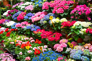 Hortensia and other flowers in flowerpots for sale at flower market in Paris, France. Gardening concept. Florist shop background.